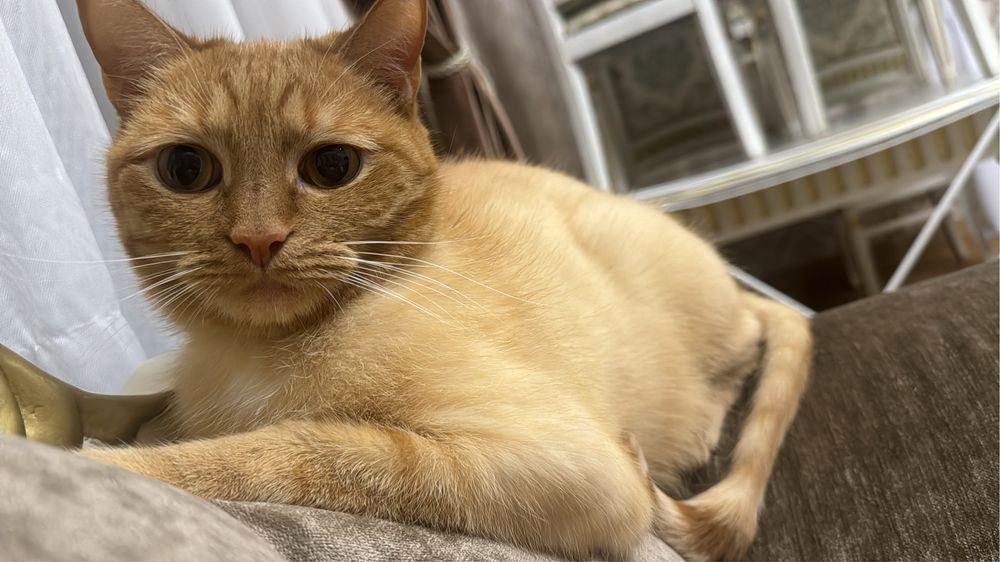 Отдаем кота в добрые руки.