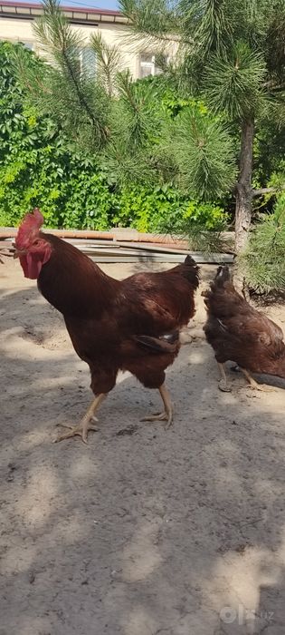 Корейские цыплята Хан Хяп