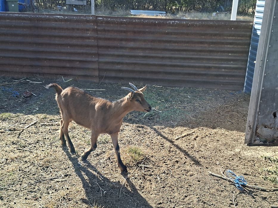Vînd sau schimb  o ieduță originală Alpin Francez