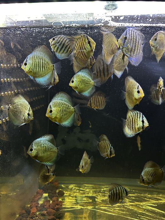 Дискусы, мальки дискусов