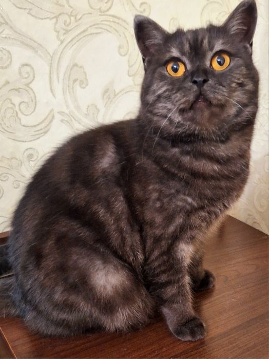 Очень красивая шотландская отландская кошечка Алиса .Стерелизована