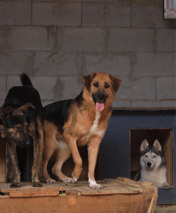 Очень срочно! Собака в добрые руки!
