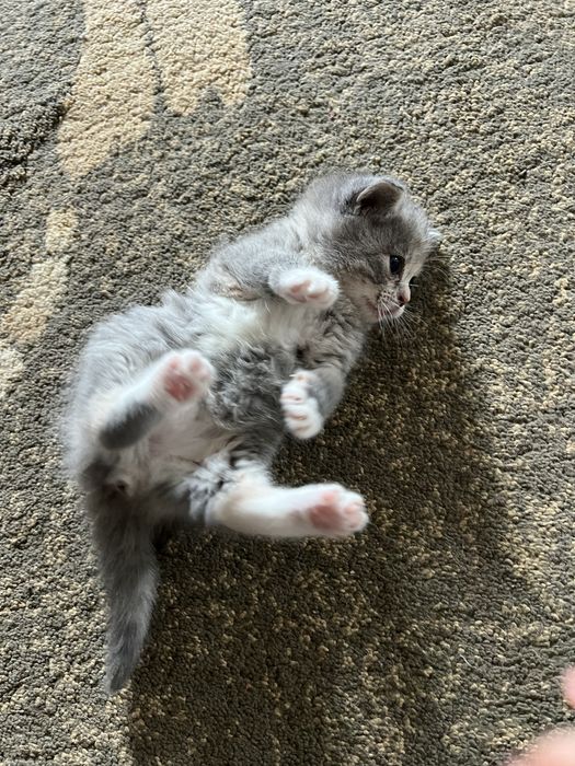 Отдам котят в хорошие руки:)