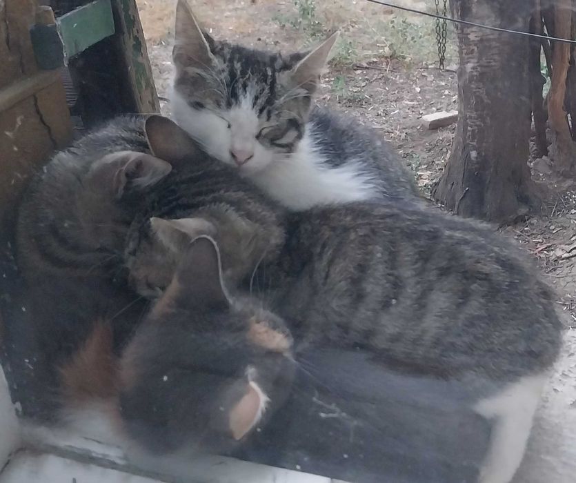 Подаряваме малки котета на около два месеца