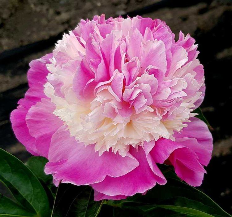 Сортовые  Пионы.