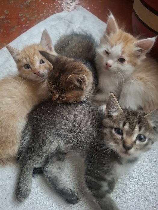 Котята даром в человеческие руки