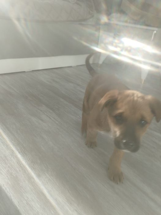 Ищем дом щеночку