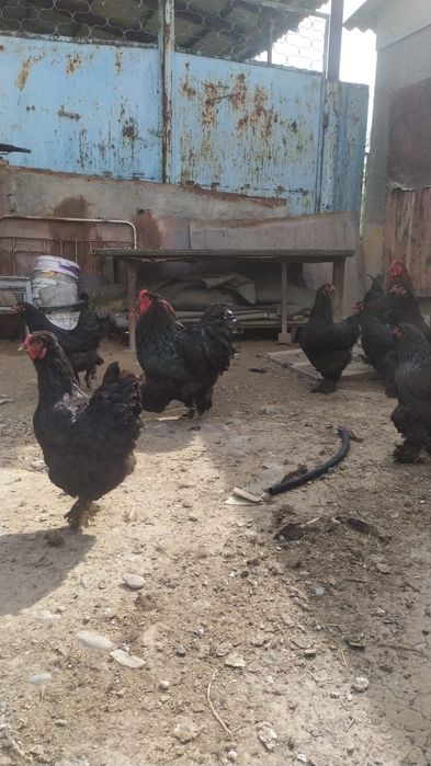 Цеплята и яйца , 500 штук яйца в наличии