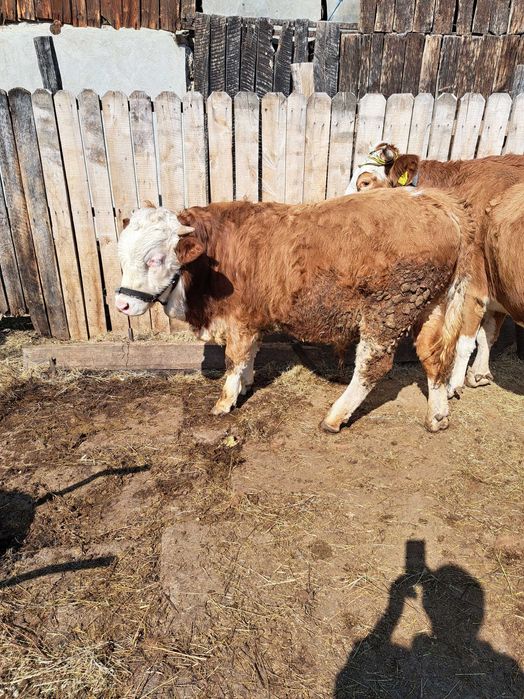 Tăuraș 300 kg 11 luni