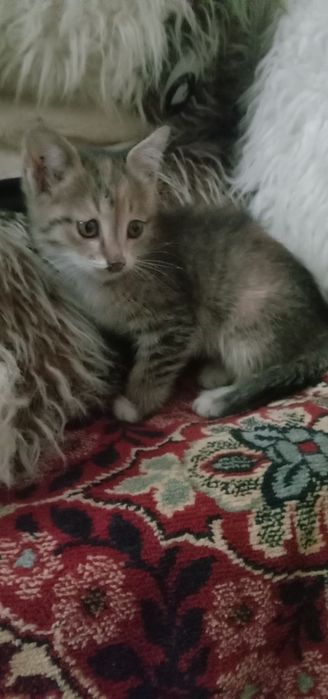 Дарю котят в хорошие руки