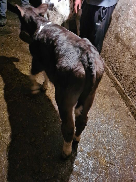 Vand doi taurasi de monta