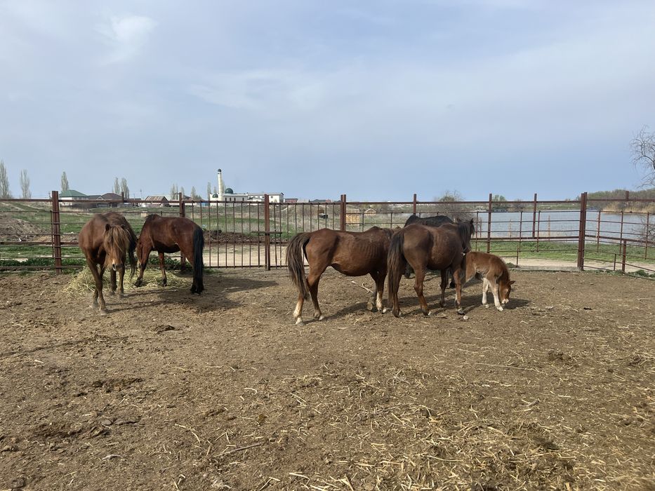 Құлынды буаз биелер