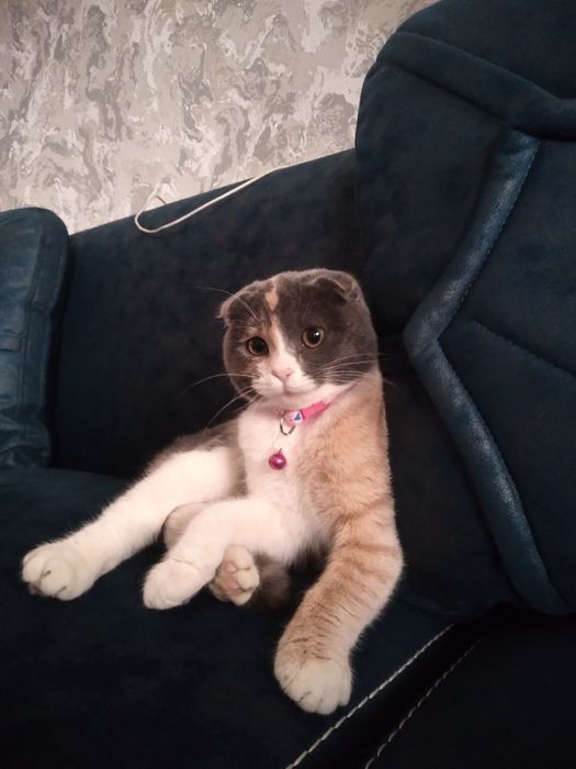 Yuvosh aqilli Mushuk