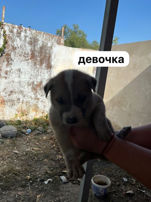 Отдадим щенков в хорошие руки