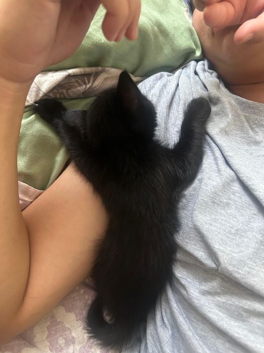 Отдам котят бесплатно