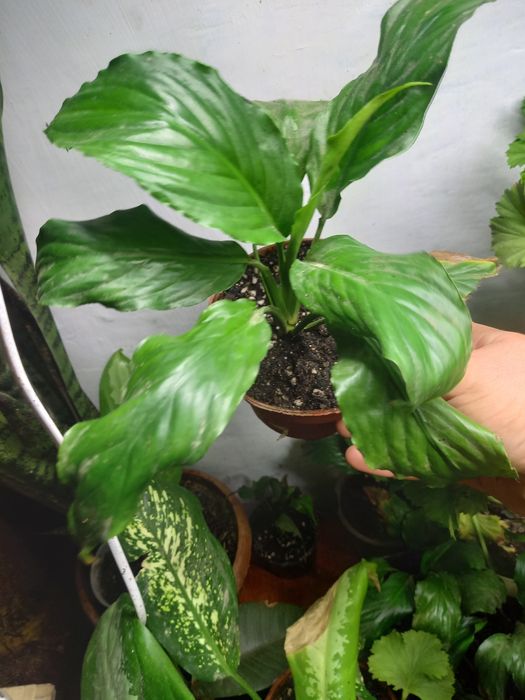 Продам комнатные растения