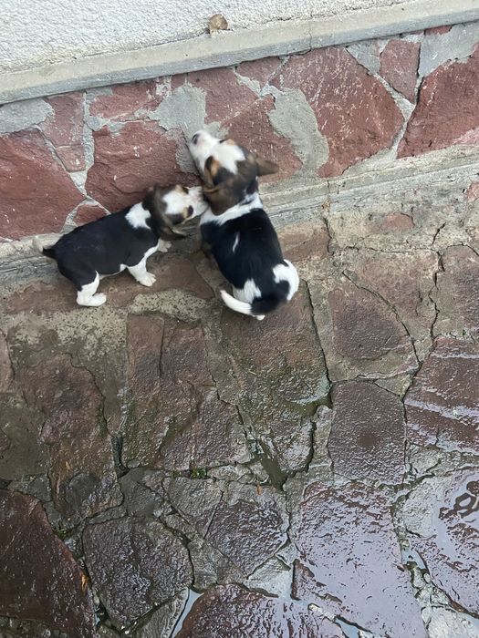 Кученца Бигъл на два месеца