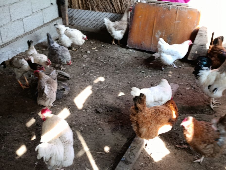 Туып тұрған тауықтар сатылады