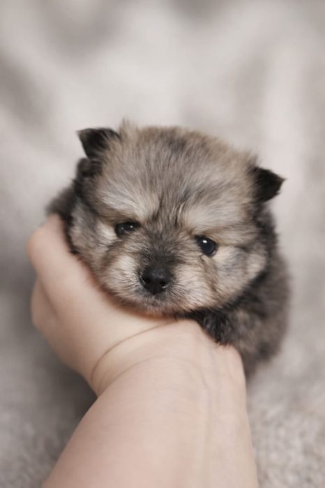 Продам щенков шпица