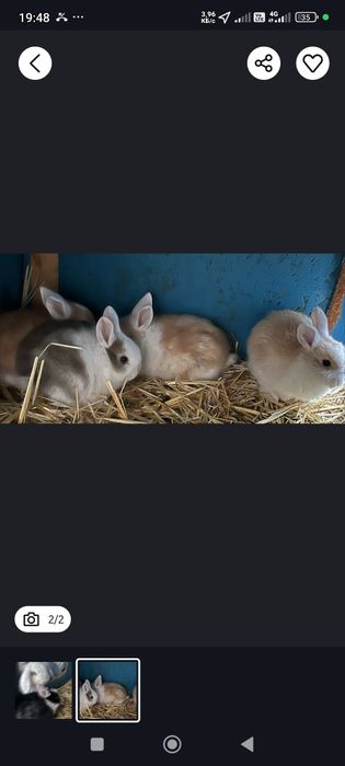 Декоративные кролики