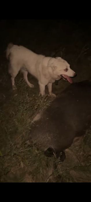 Срочно продам щенка лайки