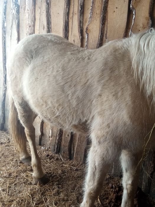 Продам с откорма кобылу.