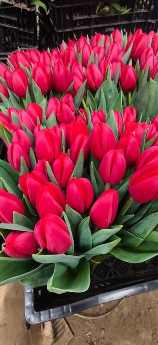 Свежие тюльпаны по супер-цене сегодня!