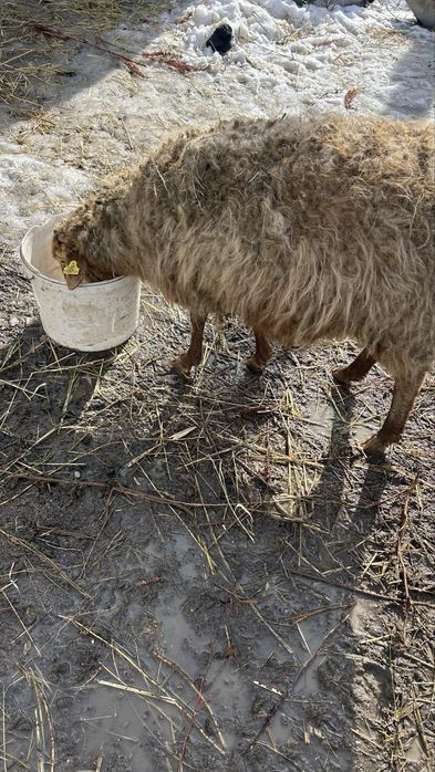 Продам барана и козу