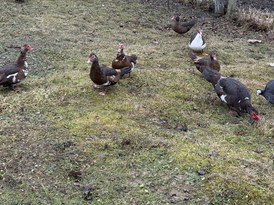 Oua incubat rate lesesti ciocolatii