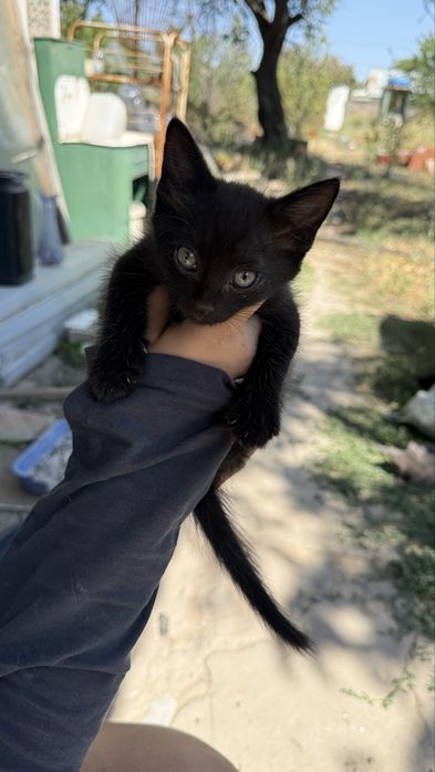 Милые котята, бесплатно