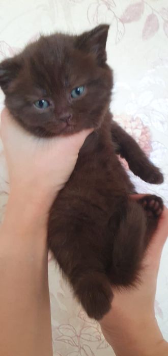 Чудо шотландские котики