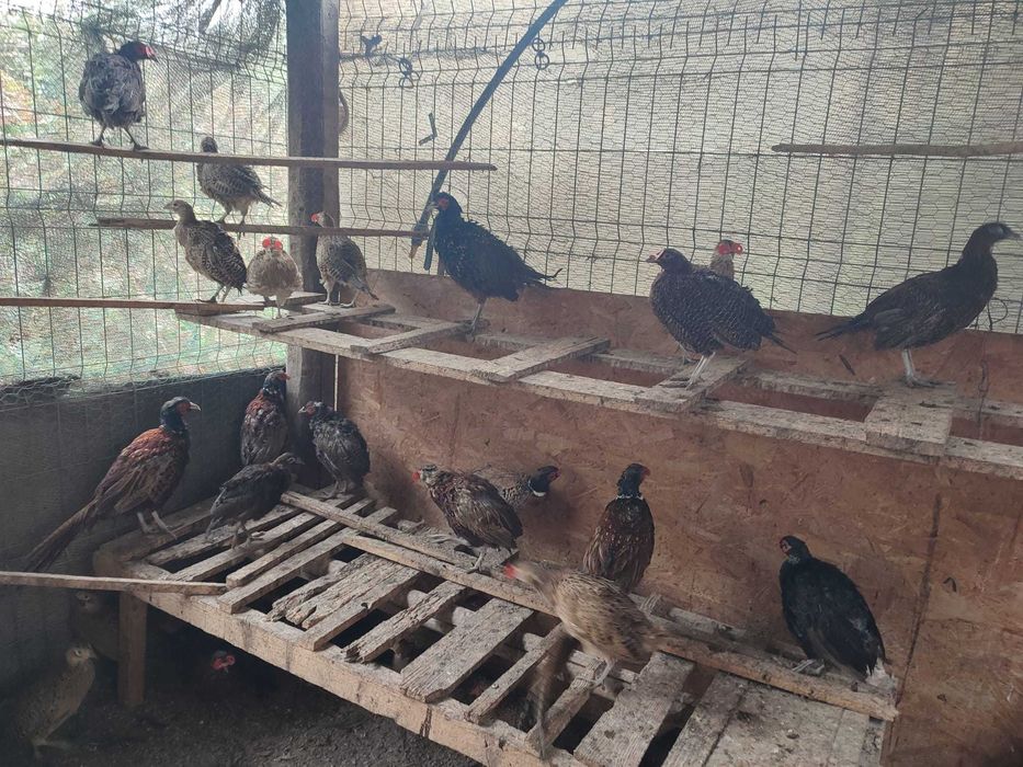 Fazani si fazanite comun