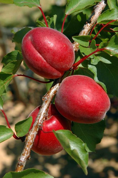 Гилос, Шафтоли, Ўрик, Нок