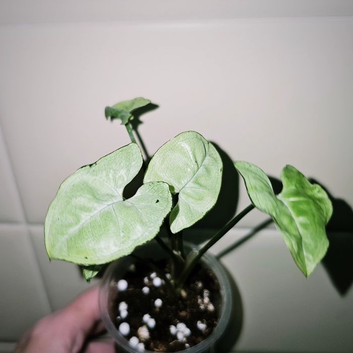 Сингониумы сортовые