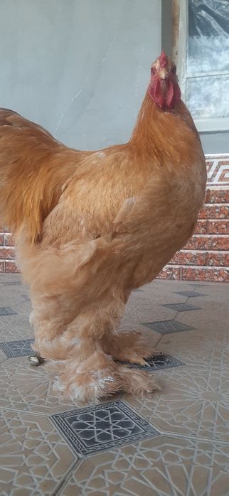 Шу брамалар тухумига заказ оламиз