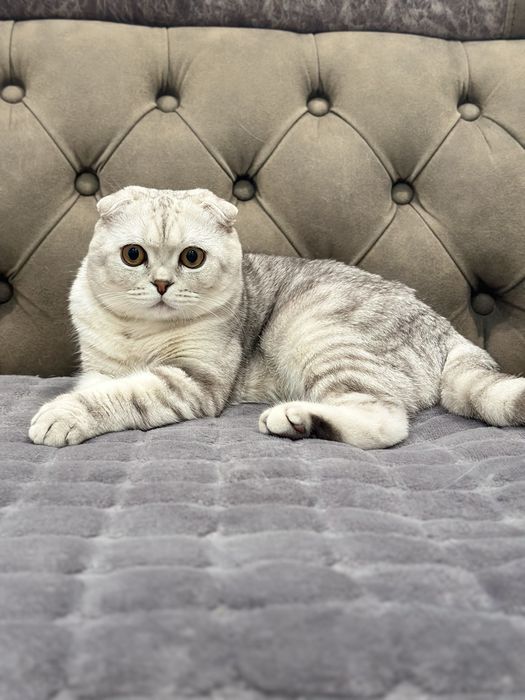 Шотландский Кот на Вязку