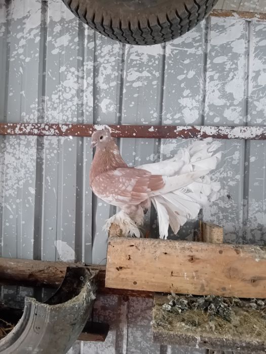 De vânzare porumbei curcani