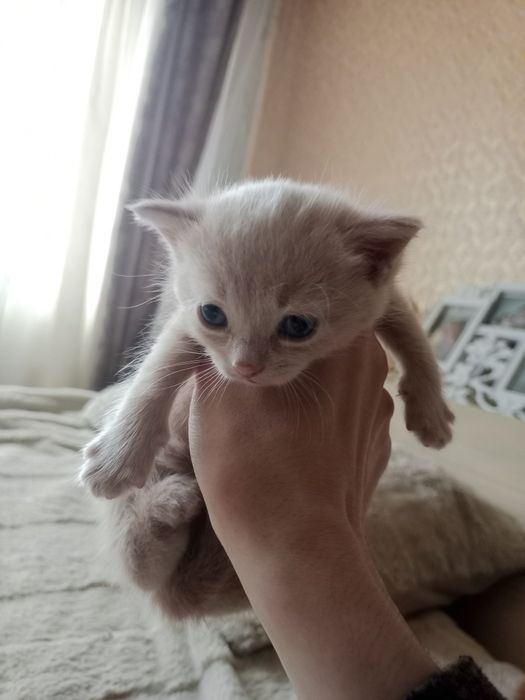 В добрые руки котята