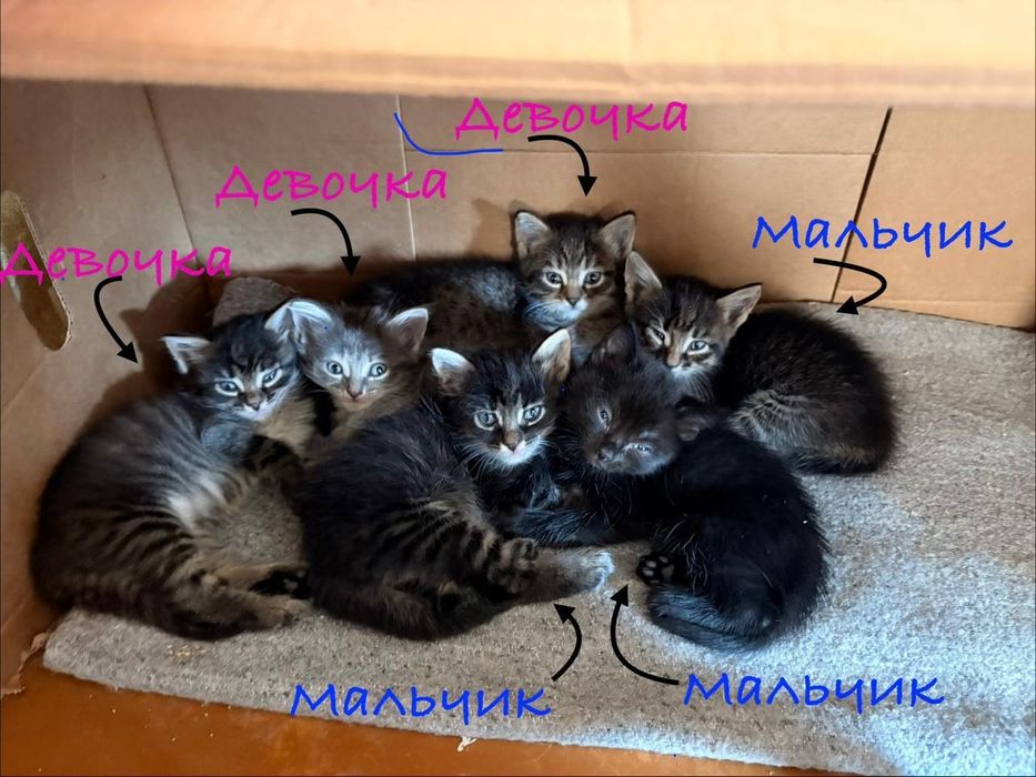 Дарю котят!      .