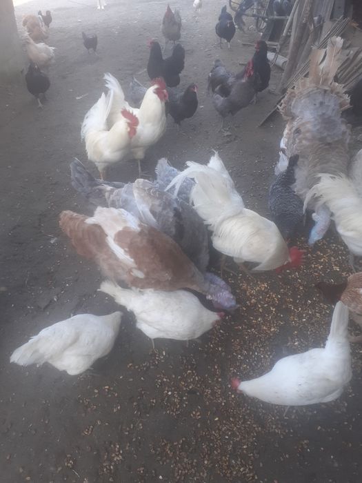 Van gaini și.cocosi de casa