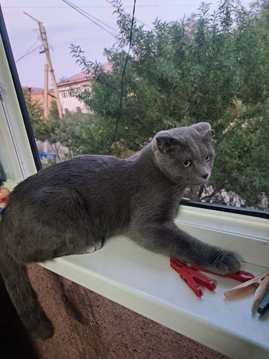 Умный хороший мальчик послушный