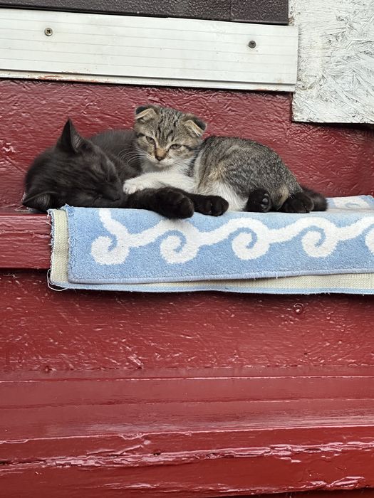 Вислоухий котенок