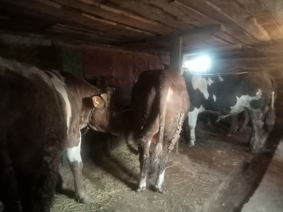 Откорм бұқалар сатылады