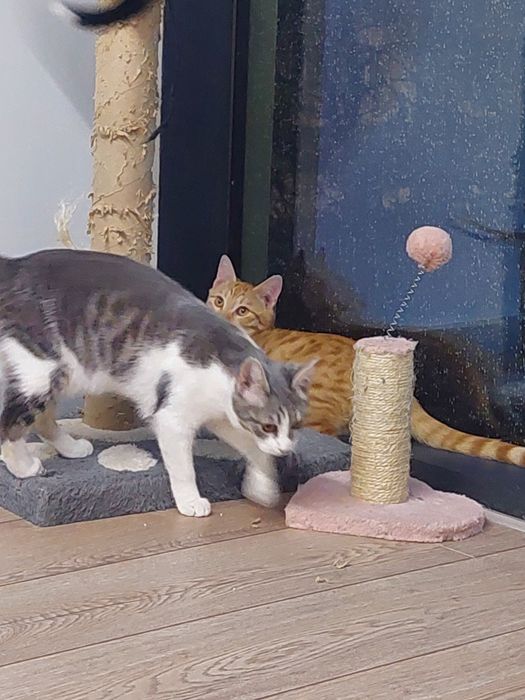 Котенок девочка вакцинирована Ташкент