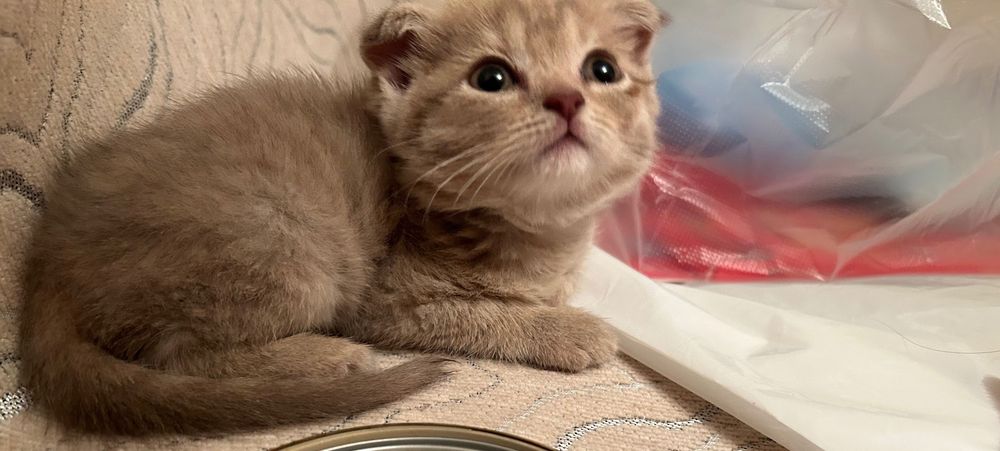 Скотиш фолд котенок
