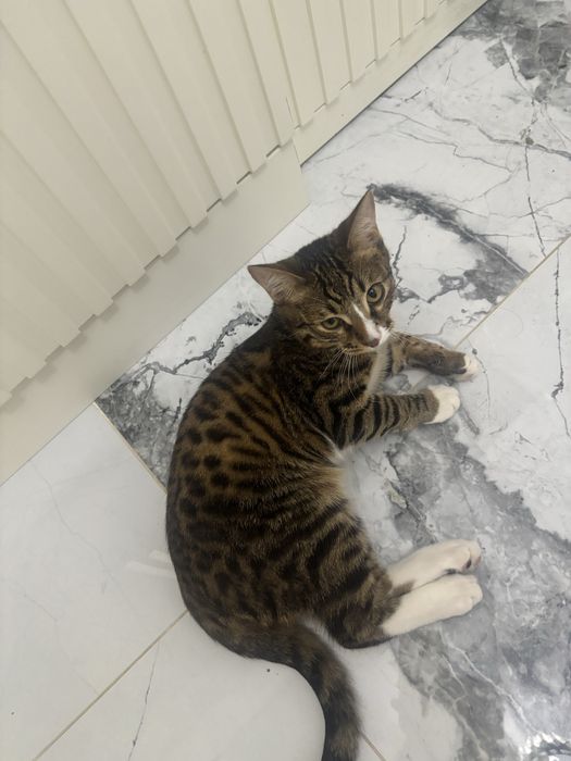 Отдам в хорошие руки