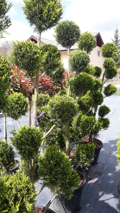 Plante oramentale/pret fictiv