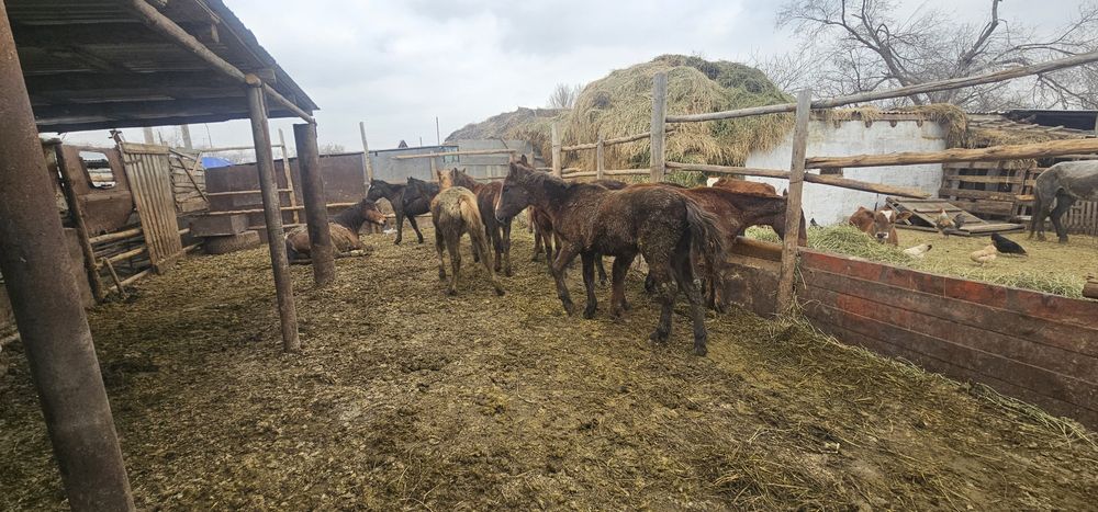 Продам жабағушек