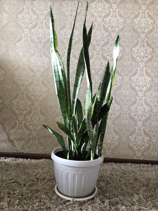 Цветы для дома и офиса