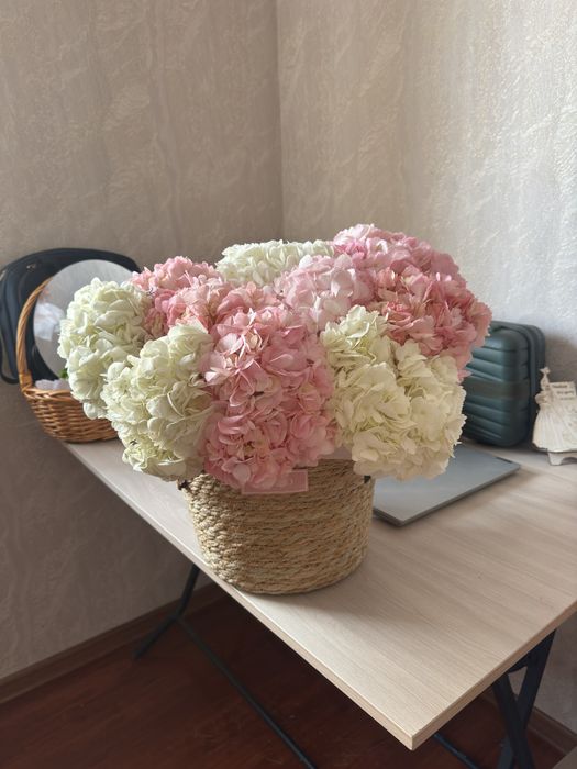 Гортензия свежийййй